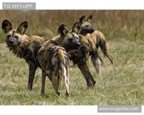 亚奥林与康塞大学对决分析探讨双方实力与战术策略的较量
